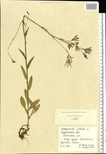 Campanula patula L., Eastern Europe, Central region (E4) (Russia)