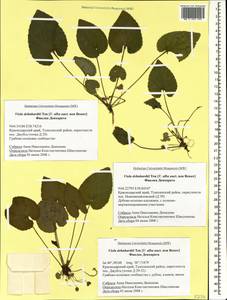 Viola alba subsp. dehnhardtii (Ten.) W. Becker, Caucasus, Black Sea Shore (from Novorossiysk to Adler) (K3) (Russia)