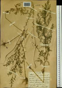 Artemisia annua L., South Asia, South Asia (Asia outside ex-Soviet states and Mongolia) (ASIA) (China)