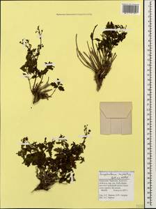 Scrophularia variegata subsp. rupestris (M. Bieb. ex Willd.) Grau, Caucasus, Stavropol Krai, Karachay-Cherkessia & Kabardino-Balkaria (K1b) (Russia)