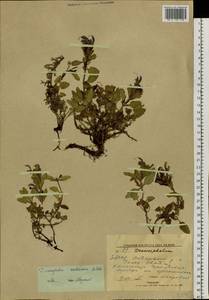 Dracocephalum stellerianum Hiltebr., Siberia, Yakutia (S5) (Russia)