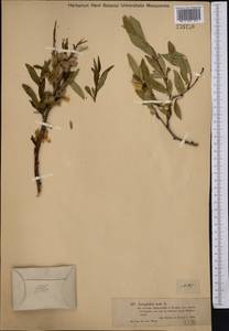 Prunus tenella Batsch, Middle Asia, Dzungarian Alatau & Tarbagatai (M5) (Kazakhstan)