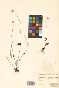 Parnassia palustris L., Eastern Europe, West Ukrainian region (E13) (Ukraine)