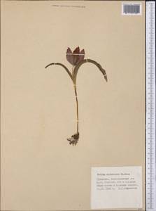 Tulipa undulatifolia var. micheliana (Hoog) Wilford, Middle Asia, Kopet Dag, Badkhyz, Small & Great Balkhan (M1) (Turkmenistan)