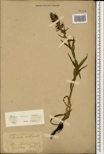 Pontechium maculatum (L.) Böhle & Hilger, Caucasus, Stavropol Krai, Karachay-Cherkessia & Kabardino-Balkaria (K1b) (Russia)