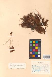 Saxifraga cherlerioides D. Don, Siberia, Russian Far East (S6) (Russia)