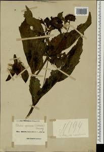 Telekia speciosa (Schreb.) Baumg., Caucasus, Black Sea Shore (from Novorossiysk to Adler) (K3) (Russia)