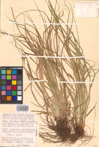 Carex secalina Willd. ex Wahlenb., Eastern Europe, Lower Volga region (E9) (Russia)