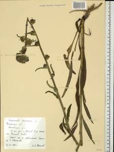 Campanula cervicaria L., Eastern Europe, Central region (E4) (Russia)