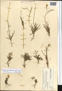 Parrya runcinata (Regel & Schmalh.) N. Busch, Middle Asia, Pamir & Pamiro-Alai (M2) (Tajikistan)