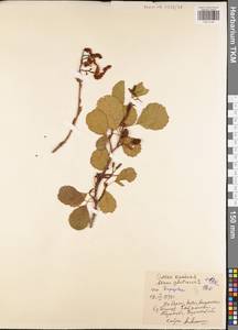 Alnus glutinosa (L.) Gaertn., Eastern Europe, Central region (E4) (Russia)