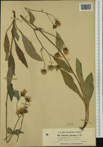 Hieracium glaucopsis Gren. & Godr., Western Europe (EUR) (France)