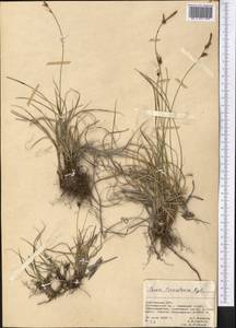 Carex turkestanica Regel, Middle Asia, Northern & Central Tian Shan (M4) (Kyrgyzstan)