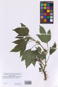 Ambrosia trifida L., Eastern Europe, Moscow region (E4a) (Russia)