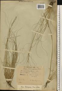 Stipa lessingiana Trin. & Rupr., Eastern Europe, South Ukrainian region (E12) (Ukraine)