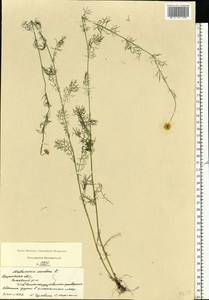 Tripleurospermum inodorum (L.) Sch.-Bip, Eastern Europe, Central region (E4) (Russia)