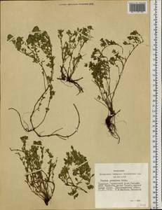 Thymus proximus Serg., Siberia, Altai & Sayany Mountains (S2) (Russia)