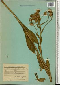 Senecio kolenatianus C. A. Mey., Caucasus, Georgia (K4) (Georgia)