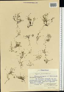 Sagina procumbens L., Eastern Europe, Middle Volga region (E8) (Russia)