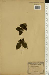 Ballota nigra L., Eastern Europe, South Ukrainian region (E12) (Ukraine)