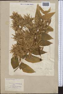 Ailanthus altissima (Miller) Swingle, Middle Asia, Syr-Darian deserts & Kyzylkum (M7) (Uzbekistan)