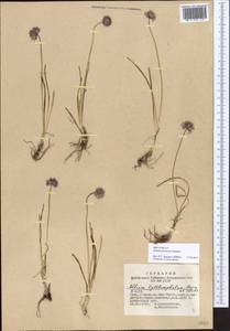 Allium nebularum Stepanov, Siberia, Altai & Sayany Mountains (S2) (Russia)
