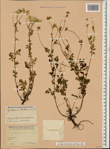 Tanacetum partheniifolium (Willd.) Sch. Bip., Caucasus, North Ossetia, Ingushetia & Chechnya (K1c) (Russia)