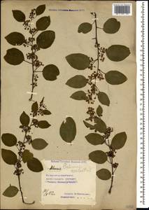 Paliurus spina-christi Mill., Caucasus, Azerbaijan (K6) (Azerbaijan)