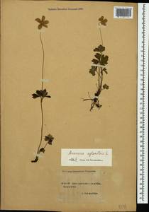 Anemone sylvestris L., Caucasus, Stavropol Krai, Karachay-Cherkessia & Kabardino-Balkaria (K1b) (Russia)