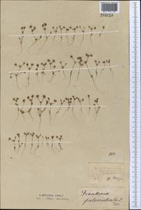 Frankenia pulverulenta, Middle Asia, Northern & Central Kazakhstan (M10) (Kazakhstan)
