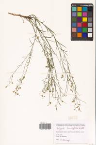 Polygala tenuifolia Willd., Siberia, Russian Far East (S6) (Russia)