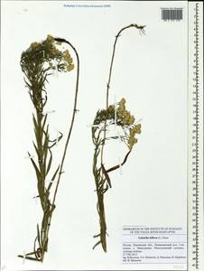 Galatella biflora (L.) Nees, Eastern Europe, Middle Volga region (E8) (Russia)