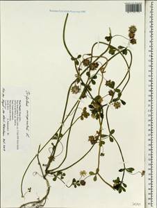 Trifolium resupinatum L., South Asia, South Asia (Asia outside ex-Soviet states and Mongolia) (ASIA) (Nepal)
