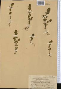 Euphrasia pectinata Ten., Middle Asia, Western Tian Shan & Karatau (M3) (Kazakhstan)