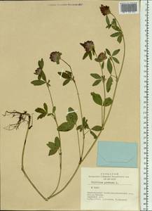 Trifolium pratense L., Siberia, Altai & Sayany Mountains (S2) (Russia)