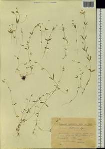 Stellaria peduncularis Bunge, Siberia, Yakutia (S5) (Russia)