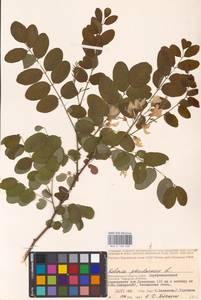 Robinia pseudoacacia L., Eastern Europe, Lower Volga region (E9) (Russia)