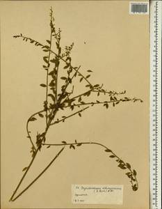 Osyridicarpos schimperianus (Hochst. ex A. Rich.) A. DC., Africa (AFR) (Ethiopia)