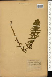 Euphorbia condylocarpa M.Bieb., Caucasus, Stavropol Krai, Karachay-Cherkessia & Kabardino-Balkaria (K1b) (Russia)