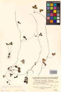 Potentilla indica (Andrews) Th. Wolf, Siberia, Russian Far East (S6) (Russia)
