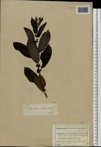 Salix vaudensis Schleich. ex J.Forbes, Eastern Europe, Central forest-and-steppe region (E6) (Russia)
