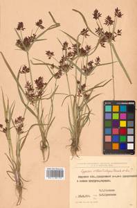 Cyperus orthostachyus Franch. & Sav., Siberia, Russian Far East (S6) (Russia)