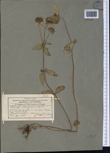 Clinopodium integerrimum Boriss., Middle Asia, Western Tian Shan & Karatau (M3) (Kyrgyzstan)