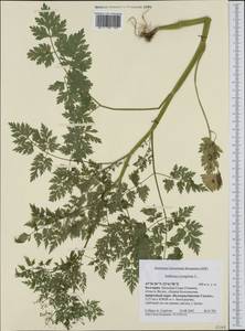 Aethusa cynapium L., Western Europe (EUR) (Bulgaria)
