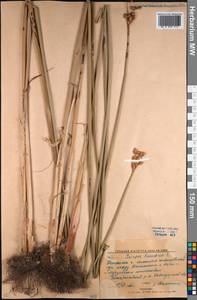 Schoenoplectus lacustris (L.) Palla, Middle Asia, Northern & Central Kazakhstan (M10) (Kazakhstan)