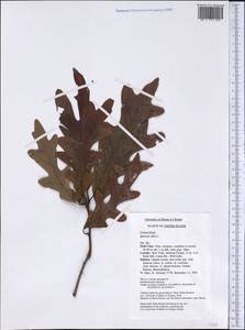 Quercus alba L., America (AMER) (United States)