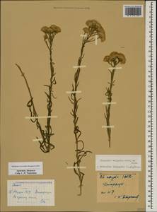 Galatella linosyris (L.) Rchb.fil., Caucasus, Armenia (K5) (Armenia)