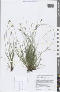 Carex loliacea L., Siberia, Baikal & Transbaikal region (S4) (Russia)