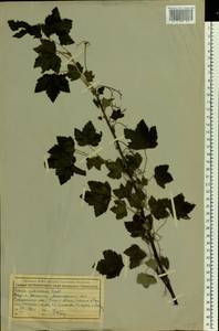 Ribes spicatum E.Robson, Eastern Europe, Moscow region (E4a) (Russia)