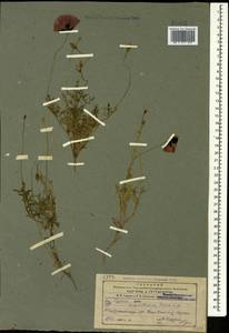 Papaver macrostomum Boiss. & A. Huet ex Boiss., Caucasus, Azerbaijan (K6) (Azerbaijan)